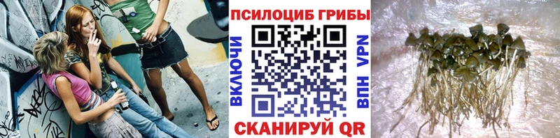 Купить где  Богородицк  Псилоцибиновые грибы прущие грибы 